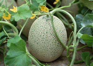 我们吃哈密瓜视频大全免费观看,视频大全带你一网打尽